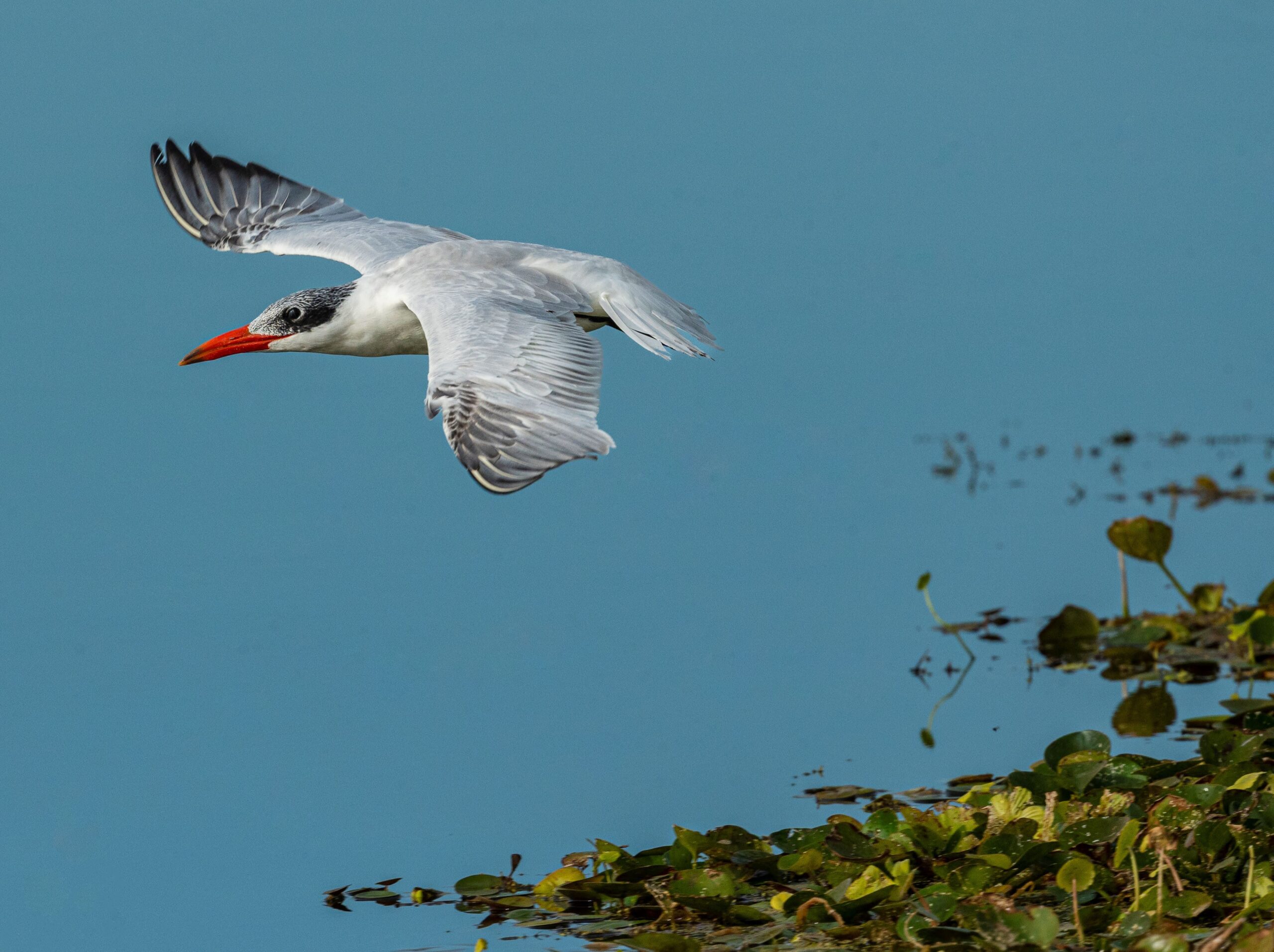 Caspian Tern on the move