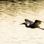 Silhouette Great Egret