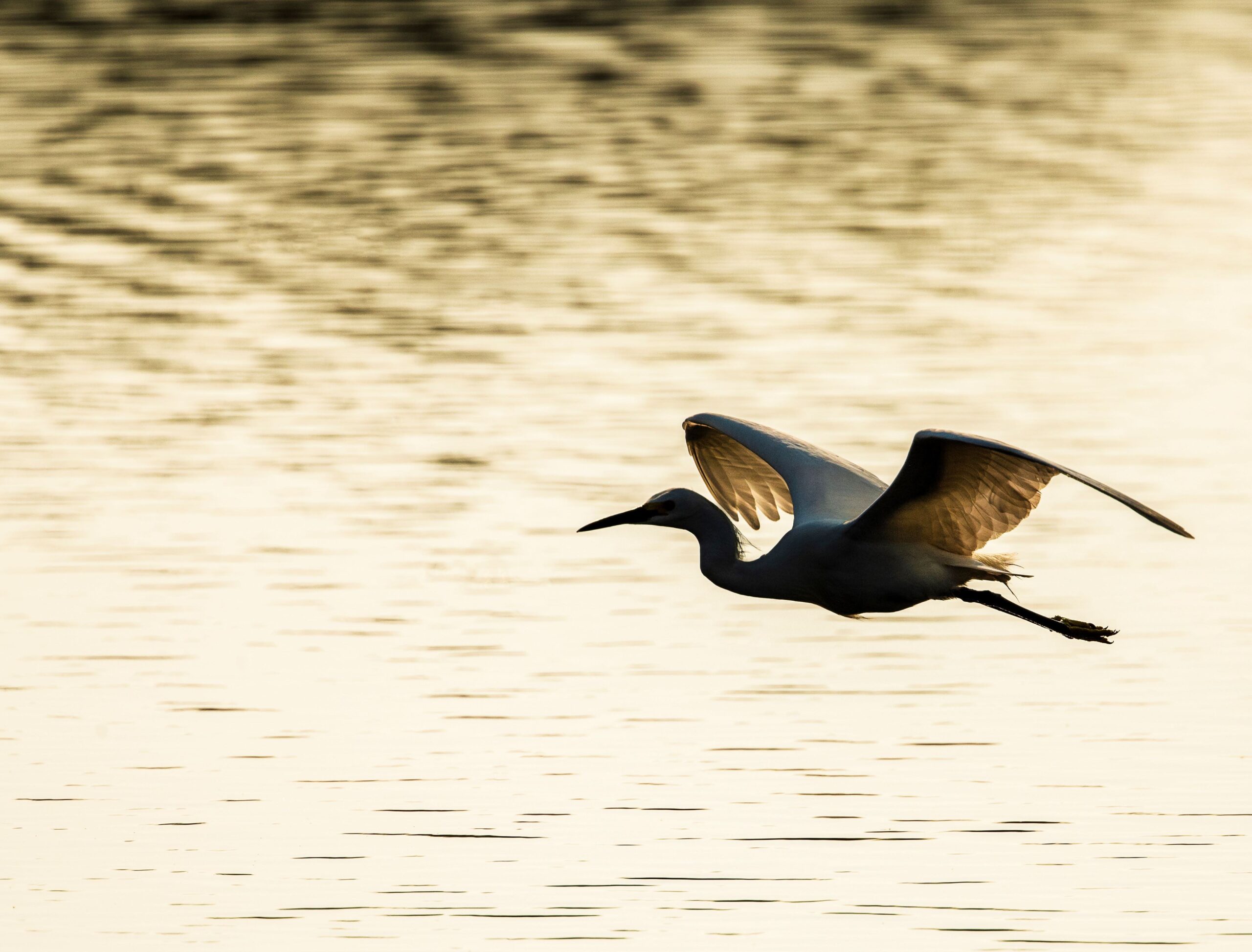 Silhouette Great Egret