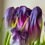 Spent Tulips (1)
