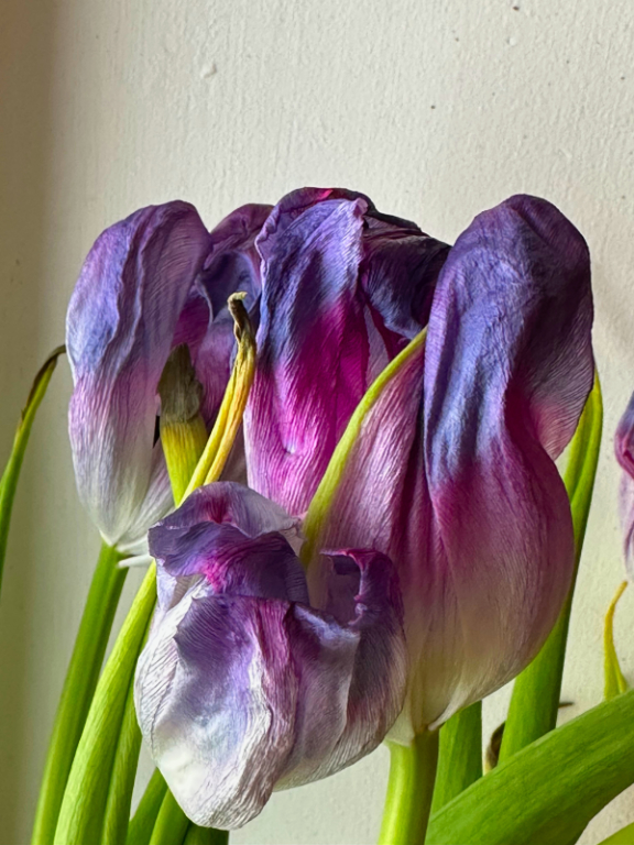 Spent Tulips (1)