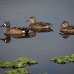 Trio of Wood Ducks